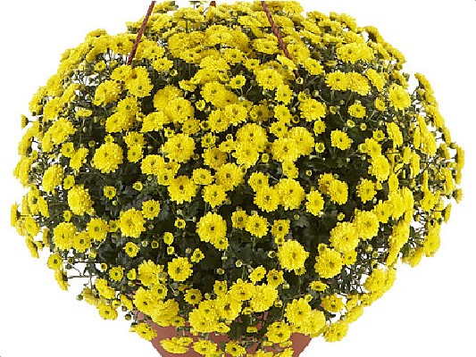 Хризантемы Skyfall® Yellow черенок 25 грн ожидается
